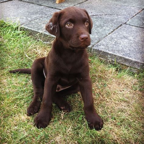 9 week old chocolate lab puppy|9 week old labrador.